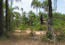 palmier parc Casamance