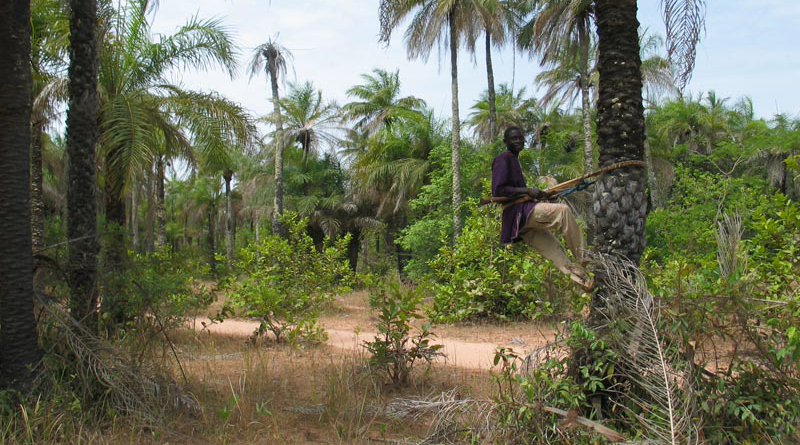 palmier parc Casamance