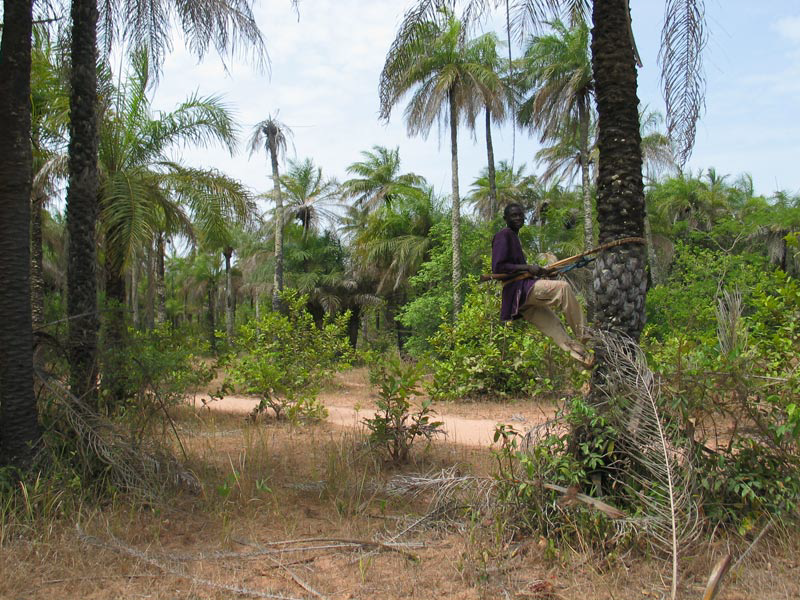palmier parc Casamance